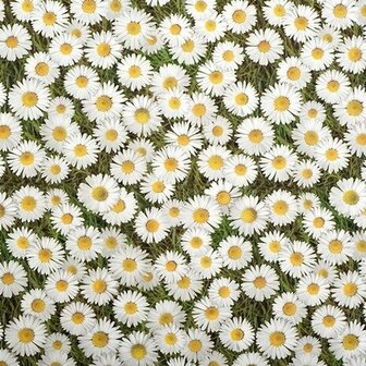 35x140cm Restje tafelzeil madeliefjes