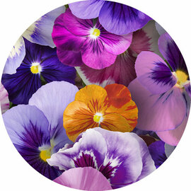 Groot rond tafelzeil viooltjes (160cm)