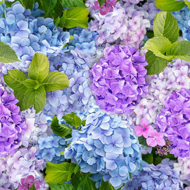 Tafelzeil hortensia foto print
