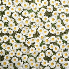 35x140cm Restje tafelzeil madeliefjes